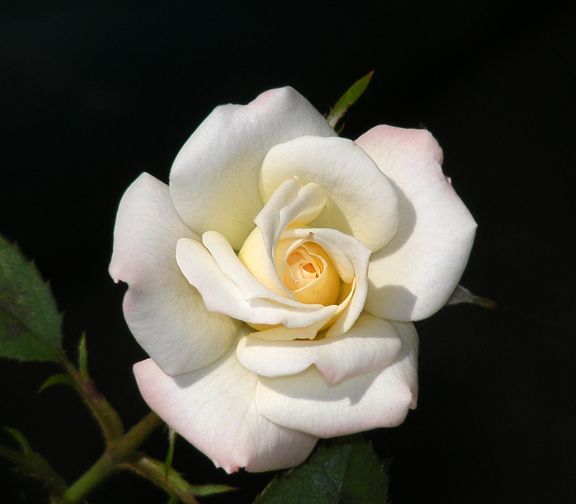 X Rated photo xr2014_07260038_zpsb704b58f.jpg